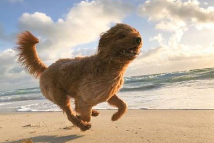 Dog Friendly Garden City Beach Rentals